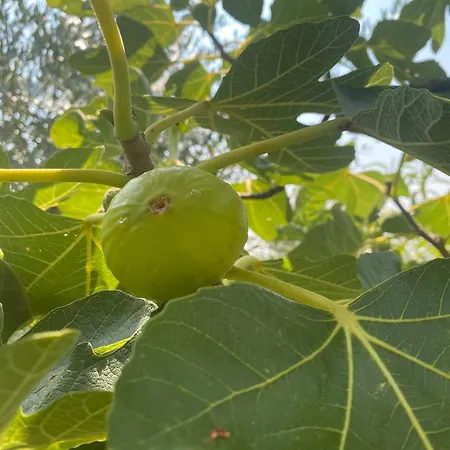 Vista Monviso Chieri